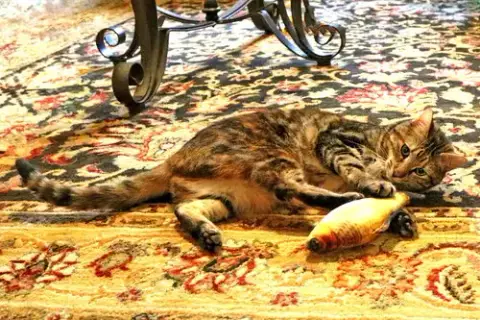 Baby Kitty photo 4