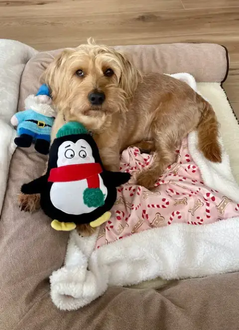 Finnegan photo 3