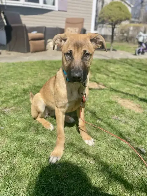 Nova