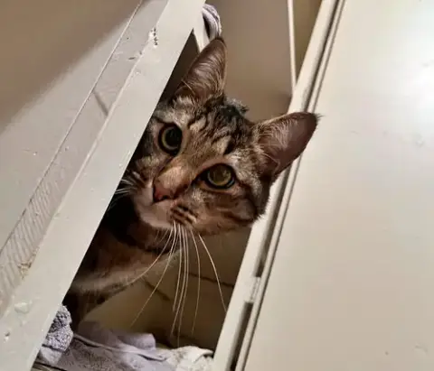 Tigger #1745N- Offered By Owner
