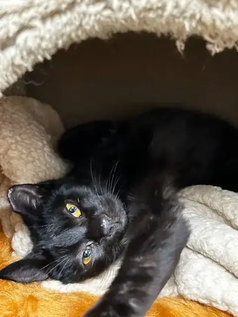 Binx And Nina photo 2
