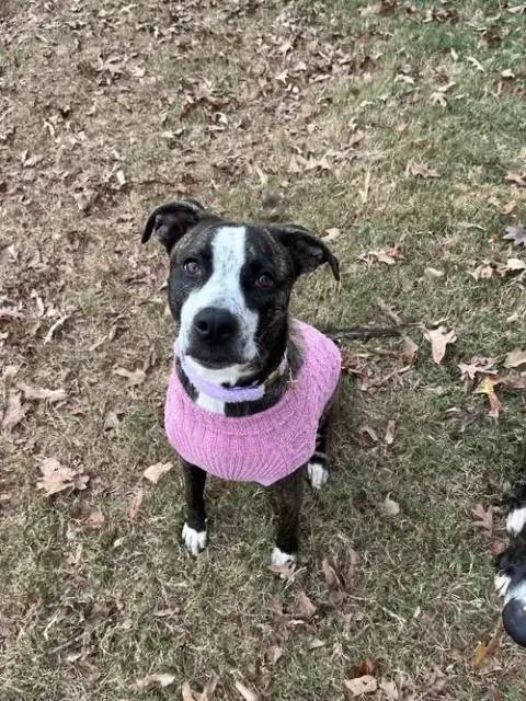 Bella