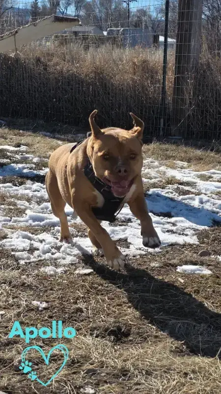 Apollo photo 5