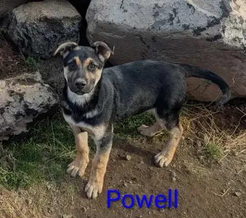 Powell photo 5