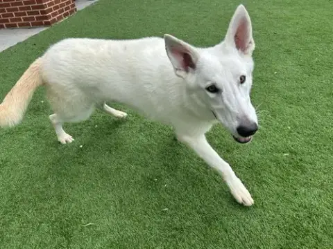 Snoh
