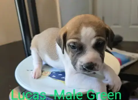 Lucas photo 4
