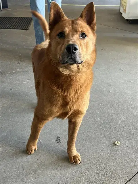 Rye