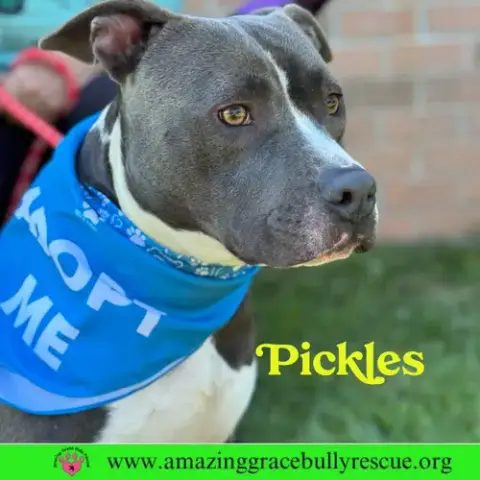 Pickles