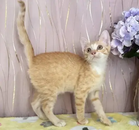 Ginger
