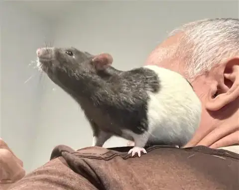 Simon