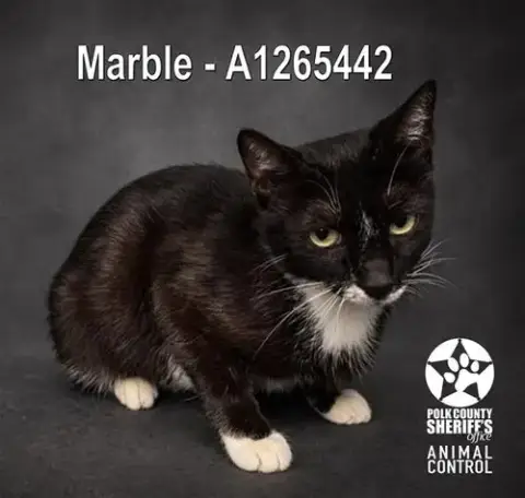 Marble