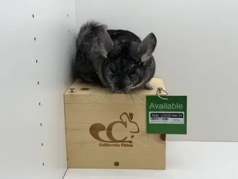 Bella