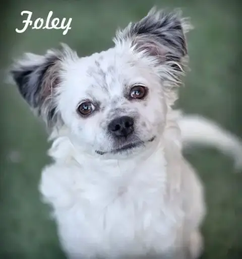 Foley