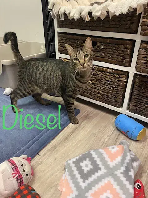 Diesel photo 3