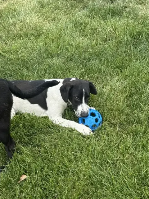 Rudy