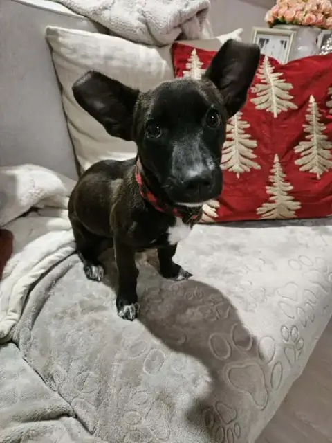 Penny Aka Precious photo 4