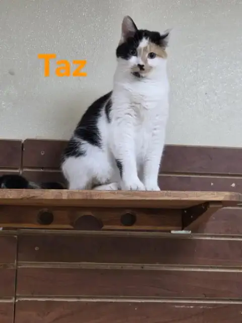 Taz photo 2