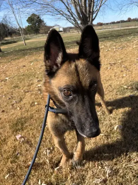 Koa