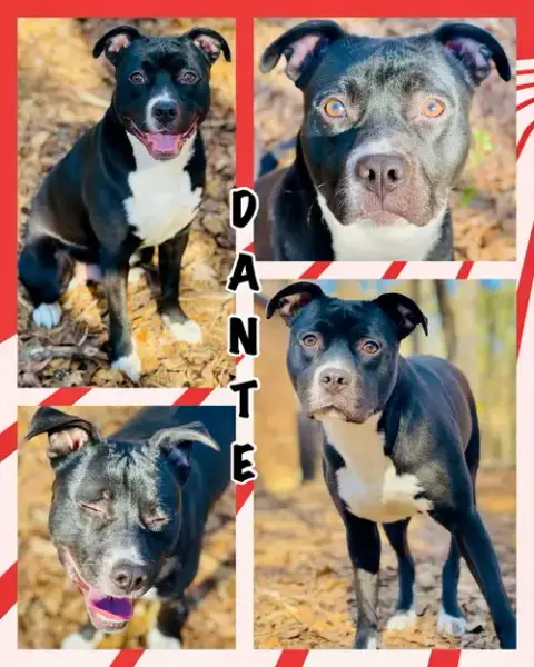 Courtesy Post...Dante