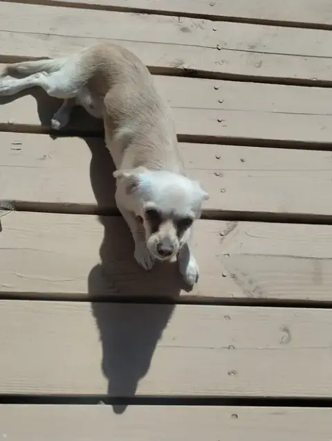Coco photo 2
