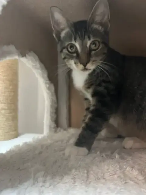 Percy