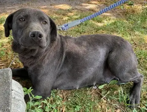 Pepper: At Shelter photo 2
