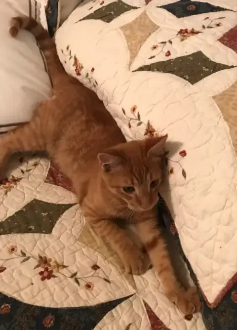 Charlie-Boy photo 3