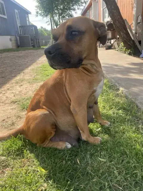 Daisey