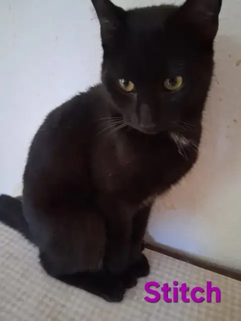 Stitch photo 3