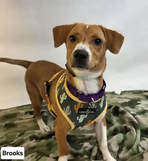 Brooks photo 3