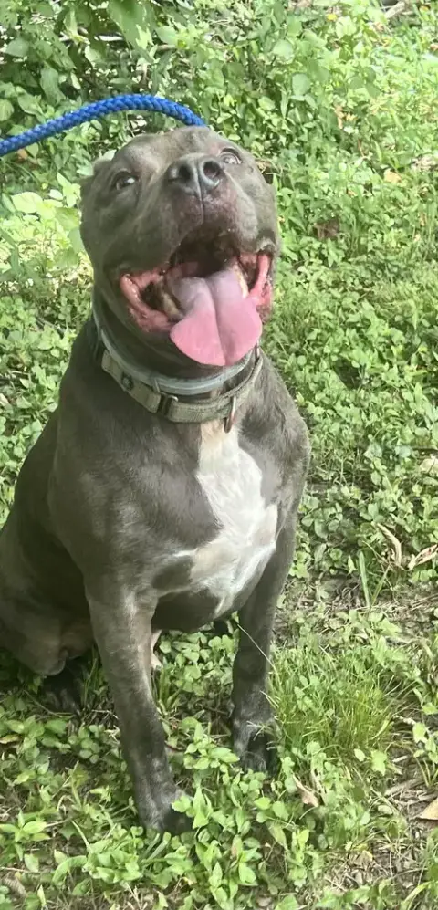 Kingston Needs Foster Home photo 5