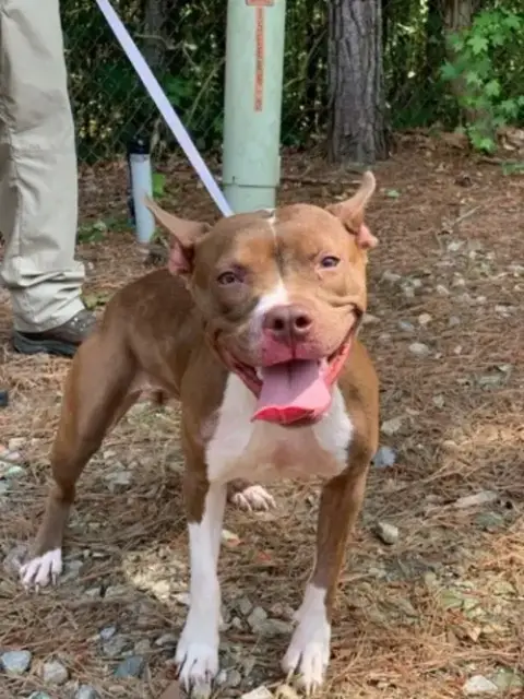 Holly *Adopt Or Foster* photo 5