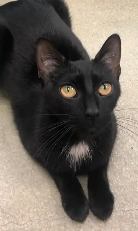 Neri