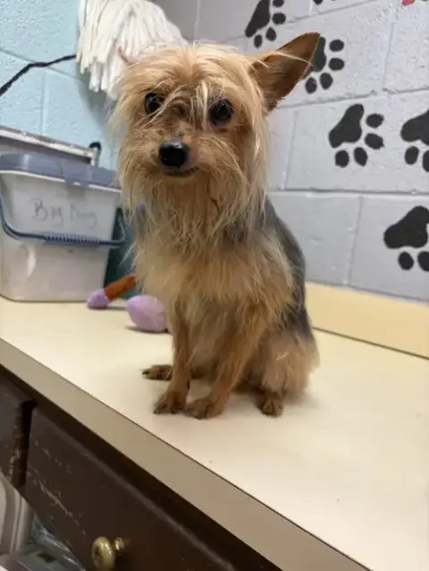 Jet
