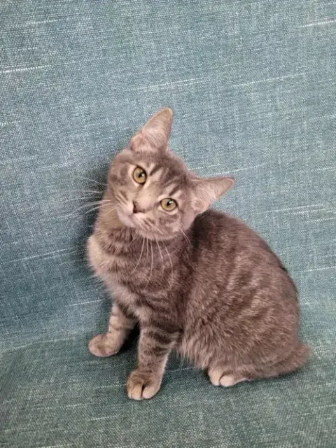 Simon