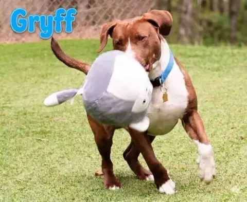 Gryff
