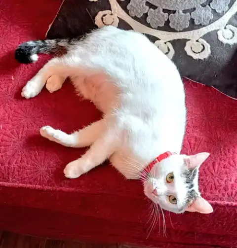 Kitty Moma Lily photo 2