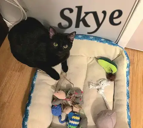 Skye photo 2