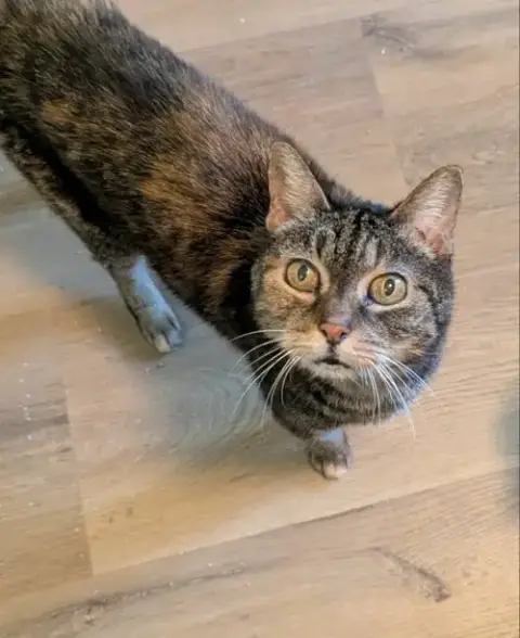 Abbie