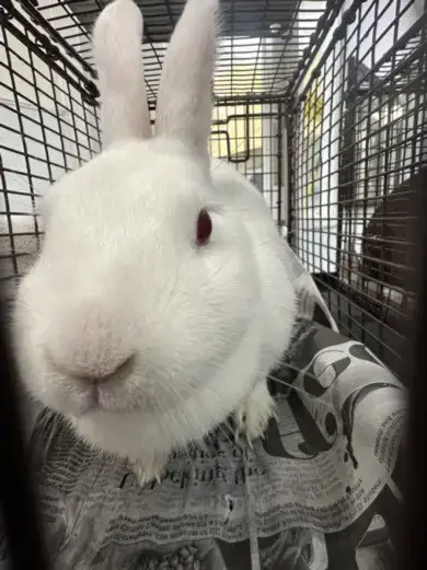 Marshmellow