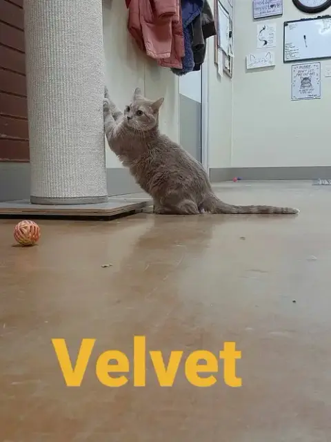 Velvet photo 5