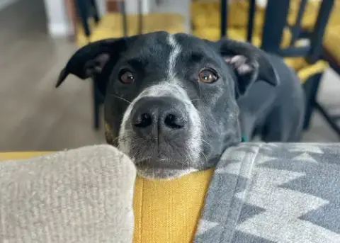 Django photo 4