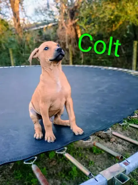 Colt photo 4