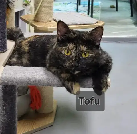 Tofu photo 3