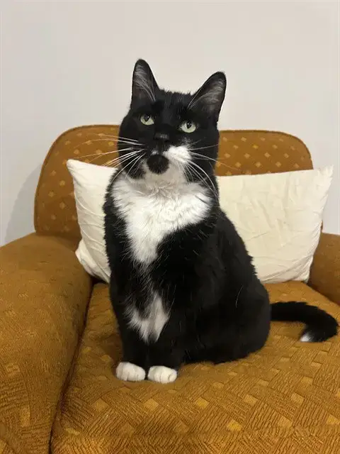 Kitty Purry