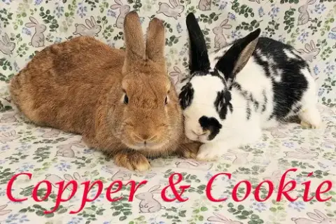 Copper