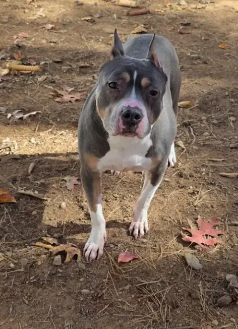 Murcie