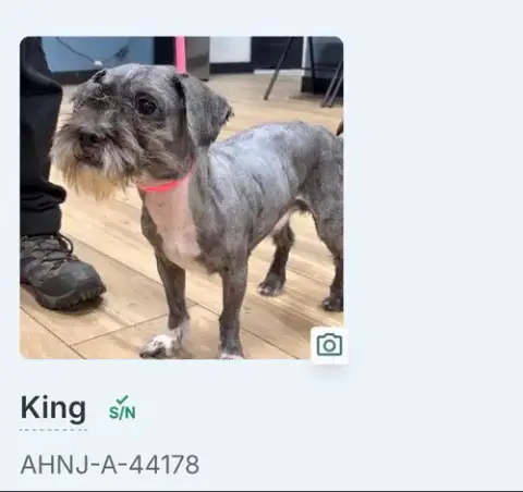 King photo 4