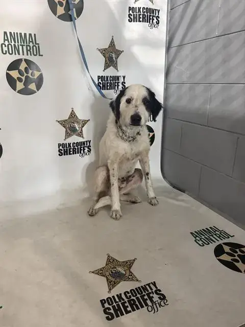 Mr. Peabody