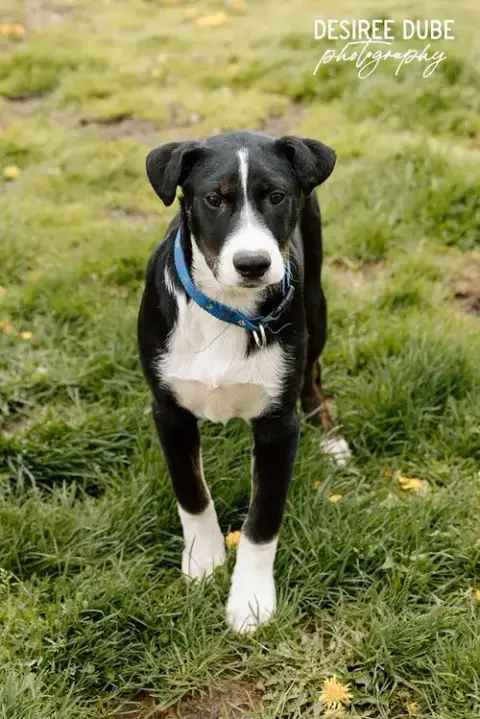 Joseph Puppy